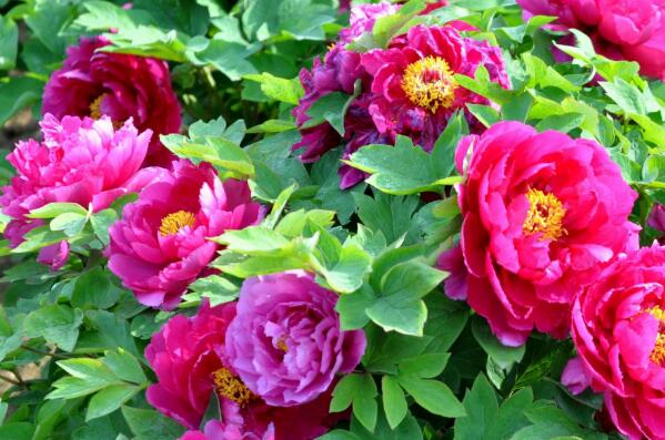 世界最美十大名花排名：玫瑰第一郁金香第二