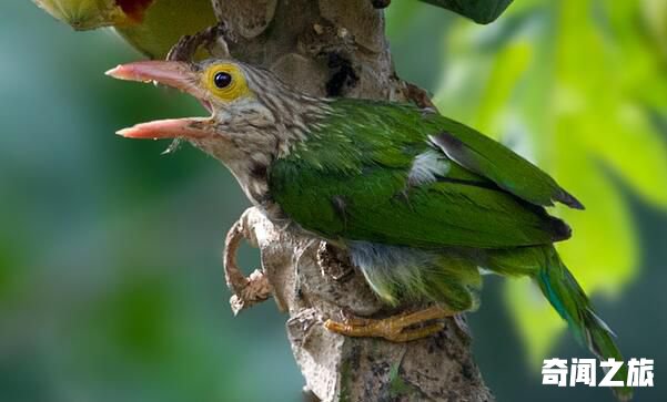 斑头绿拟啄木鸟：叫声粗厉多变，多活动在树上(也下地)(4)